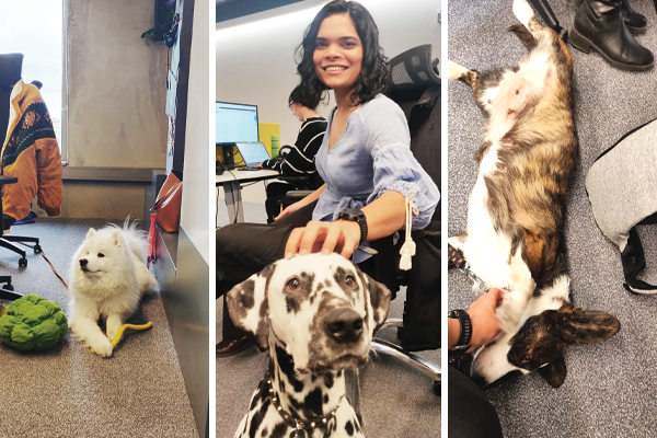 Fletima and office dogs