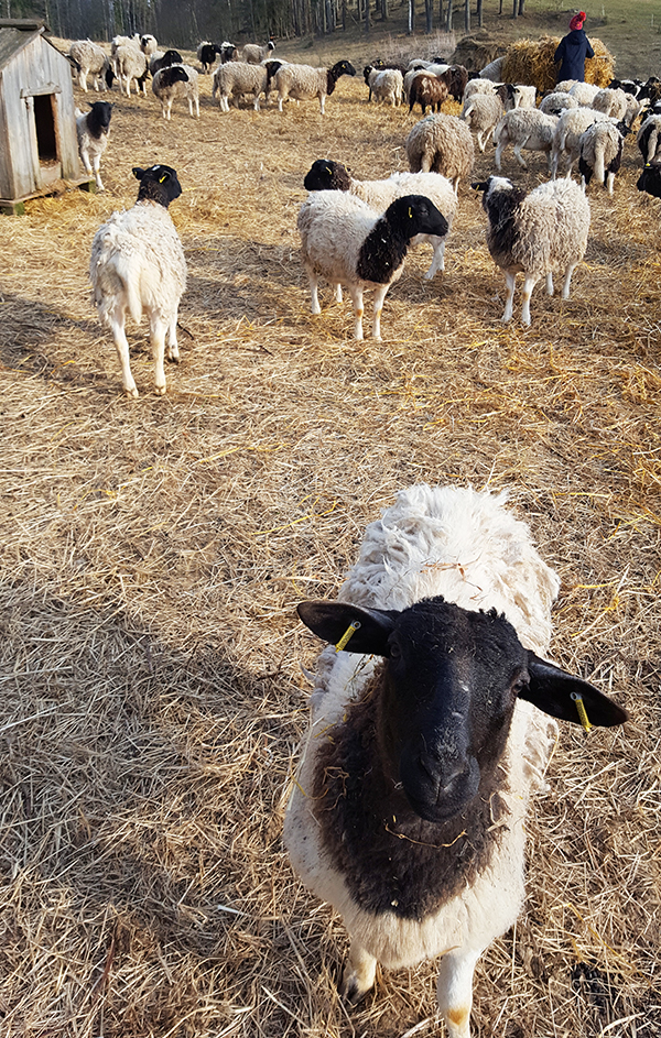 Sheep on Estonian farm 